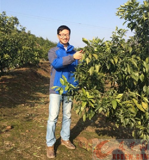 90后小伙想种出中国最好吃的橘子